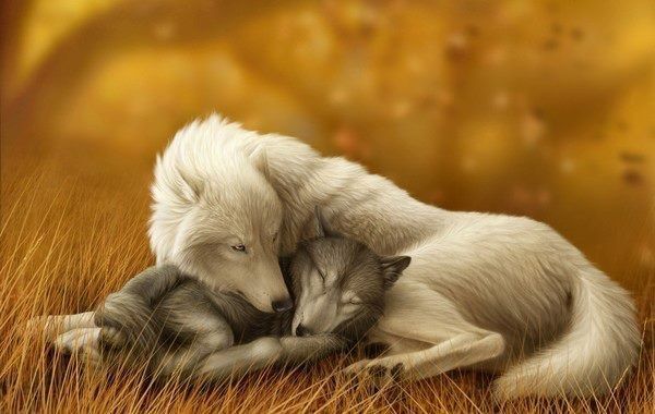 loup-dessin